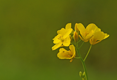 <i class='fa fa-user'></i>&nbsp;Cor&nbsp;|  Koolzaad&nbsp; <i class='fa fa-eye'>&nbsp;79</i> &nbsp;<i class='fa fa-thumbs-up'>&nbsp;1</i> &nbsp; <i class='fa fa-comment-o'>&nbsp;5</i>