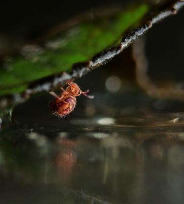 <i class='fa fa-user'></i>&nbsp;Meindert&nbsp;|  Dicyrtomina ornata&nbsp; <i class='fa fa-eye'>&nbsp;104</i> &nbsp; <i class='fa fa-comment-o'>&nbsp;4</i>