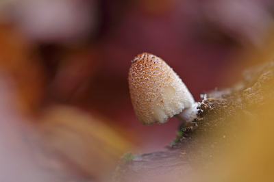 <i class='fa fa-user'></i>&nbsp;Pieter  LJ&nbsp;|  Grote Viltinktzwam&nbsp; <i class='fa fa-eye'>&nbsp;101</i> &nbsp;<i class='fa fa-thumbs-up'>&nbsp;5</i> &nbsp; <i class='fa fa-comment-o'>&nbsp;4</i>