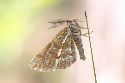 <i class='fa fa-user'></i>&nbsp;Johan van Gurp&nbsp;|  Dennenspanner&nbsp; <i class='fa fa-eye'>&nbsp;110</i> &nbsp;<i class='fa fa-thumbs-up'>&nbsp;12</i> &nbsp; <i class='fa fa-comment-o'>&nbsp;10</i>