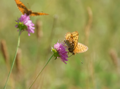 <i class='fa fa-user'></i>&nbsp;Jurgen Maassen&nbsp;|  Grote Parelmoervlinder&nbsp; <i class='fa fa-eye'>&nbsp;85</i> &nbsp; <i class='fa fa-comment-o'>&nbsp;4</i>