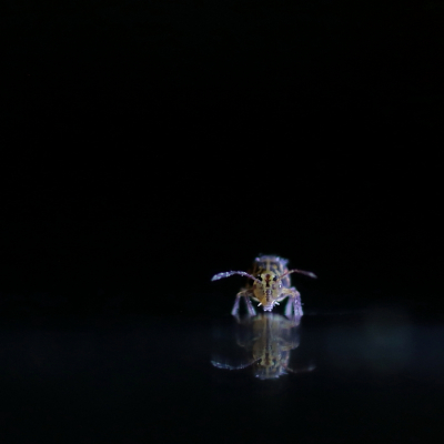 <i class='fa fa-user'></i>&nbsp;rixte&nbsp;|  Dicyrtomina ornata&nbsp; <i class='fa fa-eye'>&nbsp;119</i> &nbsp;<i class='fa fa-thumbs-up'>&nbsp;4</i> &nbsp; <i class='fa fa-comment-o'>&nbsp;10</i>