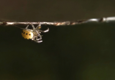 <i class='fa fa-user'></i>&nbsp;Meindert&nbsp;|  Tandkaak sp.&nbsp; <i class='fa fa-eye'>&nbsp;98</i> &nbsp;<i class='fa fa-thumbs-up'>&nbsp;2</i> &nbsp; <i class='fa fa-comment-o'>&nbsp;5</i>