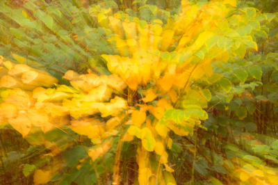 <i class='fa fa-user'></i>&nbsp;Truus Aletta Maan&nbsp;|  Sachalinse Duizendknoop&nbsp; <i class='fa fa-eye'>&nbsp;105</i> &nbsp;<i class='fa fa-thumbs-up'>&nbsp;1</i> &nbsp; <i class='fa fa-comment-o'>&nbsp;3</i>