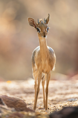 <i class='fa fa-user'></i>&nbsp;Arie Ouwerkerk&nbsp;|  Damara Dik-dik&nbsp; <i class='fa fa-eye'>&nbsp;150</i> &nbsp;<i class='fa fa-thumbs-up'>&nbsp;4</i> &nbsp; <i class='fa fa-comment-o'>&nbsp;4</i>