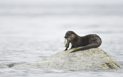 Nature picture: 3. Lutra lutra / Otter / European Otter