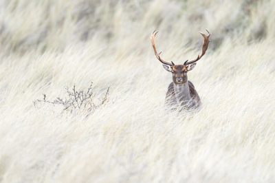 <i class='fa fa-user'></i>&nbsp;Loes Belovics&nbsp;|  Damhert&nbsp; <i class='fa fa-eye'>&nbsp;199</i> &nbsp;<i class='fa fa-thumbs-up'>&nbsp;22</i> &nbsp; <i class='fa fa-comment-o'>&nbsp;11</i>