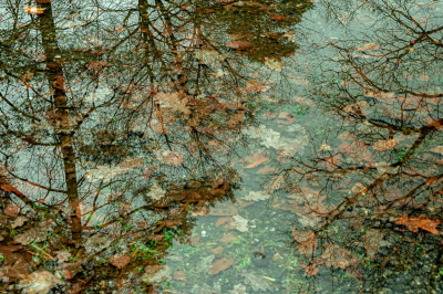 <i class='fa fa-user'></i>&nbsp;ErnovanDoorn&nbsp;|  Weerspiegeling met bladeren&nbsp; <i class='fa fa-eye'>&nbsp;104</i> &nbsp;<i class='fa fa-thumbs-up'>&nbsp;2</i> &nbsp; <i class='fa fa-comment-o'>&nbsp;6</i>