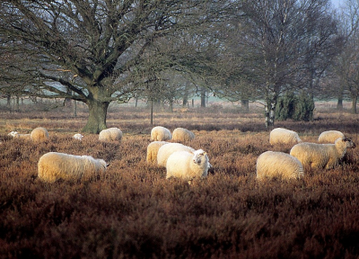 <i class='fa fa-user'></i>&nbsp;B.M.Schouten-Ruis&nbsp;|  Planken Wambuis&nbsp; <i class='fa fa-eye'>&nbsp;113</i> &nbsp; <i class='fa fa-comment-o'>&nbsp;2</i>