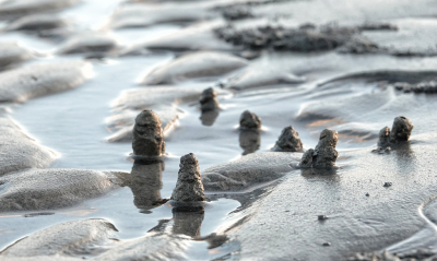 <i class='fa fa-user'></i>&nbsp;nelappelmelk&nbsp;|  Schelpkokerworm&nbsp; <i class='fa fa-eye'>&nbsp;106</i> &nbsp; <i class='fa fa-comment-o'>&nbsp;5</i>