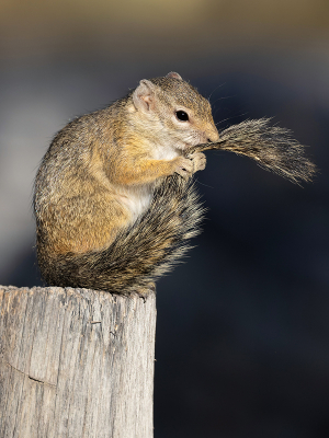 <i class='fa fa-user'></i>&nbsp;Arie Ouwerkerk&nbsp;|  Afrikaanse Boseekhoorn&nbsp; <i class='fa fa-eye'>&nbsp;124</i> &nbsp;<i class='fa fa-thumbs-up'>&nbsp;1</i> &nbsp; <i class='fa fa-comment-o'>&nbsp;3</i>