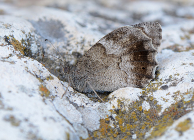 <i class='fa fa-user'></i>&nbsp;koekieman&nbsp;|  Kleine Heivlinder&nbsp; <i class='fa fa-eye'>&nbsp;100</i> &nbsp; <i class='fa fa-comment-o'>&nbsp;1</i>