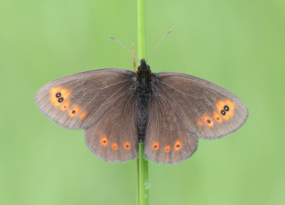 <i class='fa fa-user'></i>&nbsp;koekieman&nbsp;|  Voorjaarserebia&nbsp; <i class='fa fa-eye'>&nbsp;106</i> &nbsp;<i class='fa fa-thumbs-up'>&nbsp;3</i> &nbsp; <i class='fa fa-comment-o'>&nbsp;3</i>