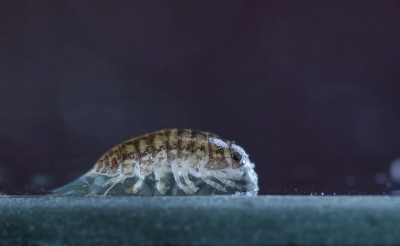 <i class='fa fa-user'></i>&nbsp;Meindert&nbsp;|  Gewone Oprolpissebed&nbsp; <i class='fa fa-eye'>&nbsp;92</i> &nbsp;<i class='fa fa-thumbs-up'>&nbsp;1</i> &nbsp; <i class='fa fa-comment-o'>&nbsp;3</i>