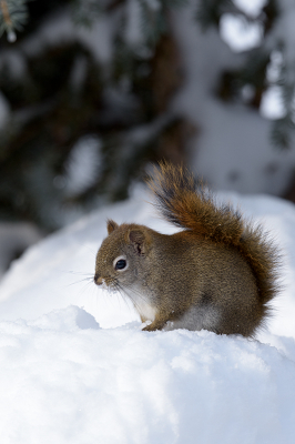 <i class='fa fa-user'></i>&nbsp;Jan Luit&nbsp;|  Amerikaanse Rode Eekhoorn&nbsp; <i class='fa fa-eye'>&nbsp;99</i> &nbsp;<i class='fa fa-thumbs-up'>&nbsp;1</i> &nbsp; <i class='fa fa-comment-o'>&nbsp;3</i>