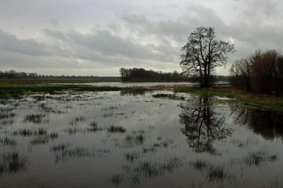 <i class='fa fa-user'></i>&nbsp;Tineke Strijbosch&nbsp;|  Waterlandschap&nbsp; <i class='fa fa-eye'>&nbsp;81</i> &nbsp;<i class='fa fa-thumbs-up'>&nbsp;1</i> &nbsp; <i class='fa fa-comment-o'>&nbsp;4</i>