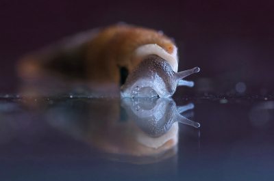 <i class='fa fa-user'></i>&nbsp;Meindert&nbsp;|  Grote Clausilia&nbsp; <i class='fa fa-eye'>&nbsp;105</i> &nbsp;<i class='fa fa-thumbs-up'>&nbsp;2</i> &nbsp; <i class='fa fa-comment-o'>&nbsp;2</i>