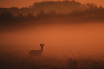 <i class='fa fa-user'></i>&nbsp;robert-jan&nbsp;|  Ree&nbsp; <i class='fa fa-eye'>&nbsp;164</i> &nbsp;<i class='fa fa-thumbs-up'>&nbsp;16</i> &nbsp; <i class='fa fa-comment-o'>&nbsp;9</i>