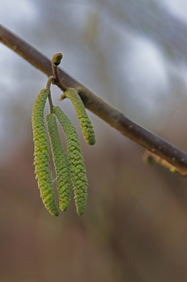 <i class='fa fa-user'></i>&nbsp;Tineke Strijbosch&nbsp;|  Hazelaar&nbsp; <i class='fa fa-eye'>&nbsp;70</i> &nbsp;<i class='fa fa-thumbs-up'>&nbsp;2</i> &nbsp; <i class='fa fa-comment-o'>&nbsp;2</i>