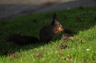 <i class='fa fa-user'></i>&nbsp;David Ruijs&nbsp;|  Eekhoorn&nbsp; <i class='fa fa-eye'>&nbsp;91</i> &nbsp;<i class='fa fa-thumbs-up'>&nbsp;3</i> &nbsp; <i class='fa fa-comment-o'>&nbsp;3</i>