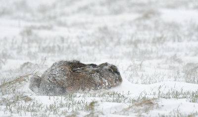 <i class='fa fa-user'></i>&nbsp;Eric Gibcus&nbsp;|  Haas&nbsp; <i class='fa fa-eye'>&nbsp;163</i> &nbsp;<i class='fa fa-thumbs-up'>&nbsp;9</i> &nbsp; <i class='fa fa-comment-o'>&nbsp;13</i>