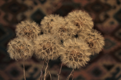 <i class='fa fa-user'></i>&nbsp;frbeuming&nbsp;|  Gele Morgenster&nbsp; <i class='fa fa-eye'>&nbsp;64</i> &nbsp; <i class='fa fa-comment-o'>&nbsp;1</i>