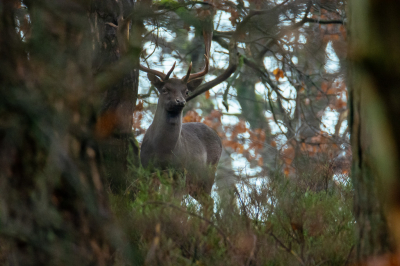 <i class='fa fa-user'></i>&nbsp;ErnovanDoorn&nbsp;|  Damhert&nbsp; <i class='fa fa-eye'>&nbsp;84</i> &nbsp;<i class='fa fa-thumbs-up'>&nbsp;1</i> &nbsp; <i class='fa fa-comment-o'>&nbsp;6</i>