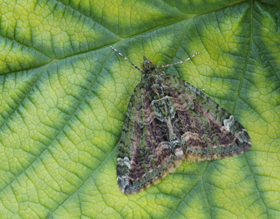 <i class='fa fa-user'></i>&nbsp;Robert Rodenburg&nbsp;|  Papegaaitje&nbsp; <i class='fa fa-eye'>&nbsp;87</i> &nbsp;<i class='fa fa-thumbs-up'>&nbsp;9</i> &nbsp; <i class='fa fa-comment-o'>&nbsp;12</i>