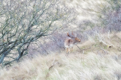 In de Amsterdamse Waterleiding Duinen zijn de Damherten z gewoon dat ik ze vrijwel nooit meer fotografeerde. Hoe leuk is het dan om ze weer eens met een frisse blik te bekijken en op zoek te gaan naar herten op fotogenieke plekjes.