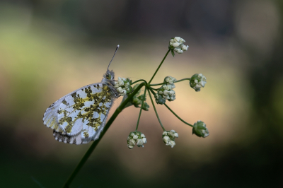<i class='fa fa-user'></i>&nbsp;Johan van Gurp&nbsp;|  Oranjetipje&nbsp; <i class='fa fa-eye'>&nbsp;87</i> &nbsp;<i class='fa fa-thumbs-up'>&nbsp;4</i> &nbsp; <i class='fa fa-comment-o'>&nbsp;5</i>