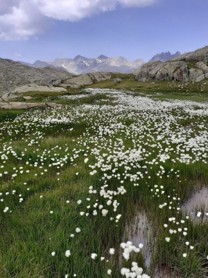 <i class='fa fa-user'></i>&nbsp;koekieman&nbsp;|  Lac Bramant omgeving, Savoie, FR&nbsp; <i class='fa fa-eye'>&nbsp;117</i> &nbsp;<i class='fa fa-thumbs-up'>&nbsp;5</i> &nbsp; <i class='fa fa-comment-o'>&nbsp;5</i>