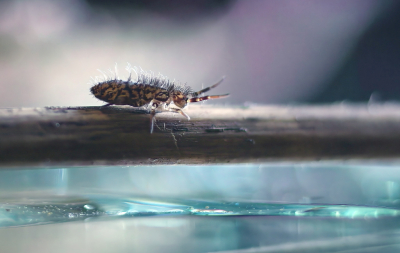 <i class='fa fa-user'></i>&nbsp;rixte&nbsp;|  Orchesella villosa&nbsp; <i class='fa fa-eye'>&nbsp;105</i> &nbsp;<i class='fa fa-thumbs-up'>&nbsp;11</i> &nbsp; <i class='fa fa-comment-o'>&nbsp;10</i>