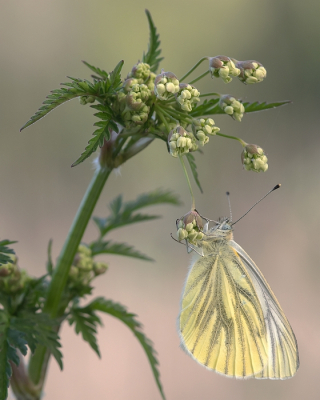 <i class='fa fa-user'></i>&nbsp;Johan van Gurp&nbsp;|  Klein Geaderd Witje&nbsp; <i class='fa fa-eye'>&nbsp;77</i> &nbsp;<i class='fa fa-thumbs-up'>&nbsp;7</i> &nbsp; <i class='fa fa-comment-o'>&nbsp;6</i>