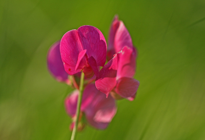 <i class='fa fa-user'></i>&nbsp;Cor&nbsp;|  Aardaker&nbsp; <i class='fa fa-eye'>&nbsp;76</i> &nbsp;<i class='fa fa-thumbs-up'>&nbsp;4</i> &nbsp; <i class='fa fa-comment-o'>&nbsp;6</i>