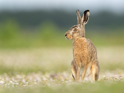 <i class='fa fa-user'></i>&nbsp;Loes Belovics&nbsp;|  Haas&nbsp; <i class='fa fa-eye'>&nbsp;101</i> &nbsp;<i class='fa fa-thumbs-up'>&nbsp;4</i> &nbsp; <i class='fa fa-comment-o'>&nbsp;5</i>