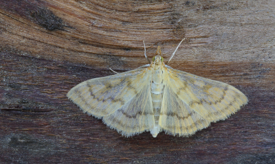 <i class='fa fa-user'></i>&nbsp;Robert Rodenburg&nbsp;|  Toortsmot&nbsp; <i class='fa fa-eye'>&nbsp;88</i> &nbsp;<i class='fa fa-thumbs-up'>&nbsp;6</i> &nbsp; <i class='fa fa-comment-o'>&nbsp;7</i>