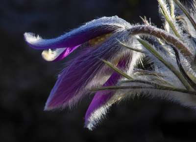 <i class='fa fa-user'></i>&nbsp;Luc Meert&nbsp;|  Wildemanskruid&nbsp; <i class='fa fa-eye'>&nbsp;81</i> &nbsp;<i class='fa fa-thumbs-up'>&nbsp;1</i> &nbsp; <i class='fa fa-comment-o'>&nbsp;5</i>