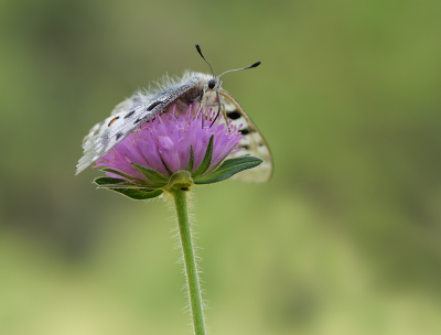 <i class='fa fa-user'></i>&nbsp;Jurgen Maassen&nbsp;|  Apollovlinder&nbsp; <i class='fa fa-eye'>&nbsp;116</i> &nbsp;<i class='fa fa-thumbs-up'>&nbsp;2</i> &nbsp; <i class='fa fa-comment-o'>&nbsp;6</i>