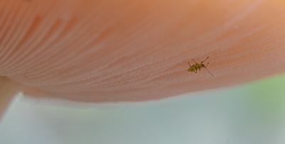 <i class='fa fa-user'></i>&nbsp;Henk Bouter&nbsp;|  Bladluis sp.&nbsp; <i class='fa fa-eye'>&nbsp;109</i> &nbsp;<i class='fa fa-thumbs-up'>&nbsp;3</i> &nbsp; <i class='fa fa-comment-o'>&nbsp;5</i>