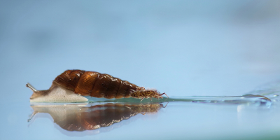 <i class='fa fa-user'></i>&nbsp;Meindert&nbsp;|  Orchesella villosa&nbsp; <i class='fa fa-eye'>&nbsp;114</i> &nbsp;<i class='fa fa-thumbs-up'>&nbsp;6</i> &nbsp; <i class='fa fa-comment-o'>&nbsp;3</i>