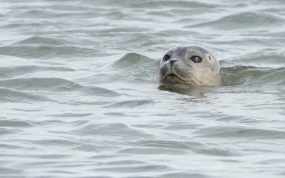 <i class='fa fa-user'></i>&nbsp;nelappelmelk&nbsp;|  Gewone Zeehond&nbsp; <i class='fa fa-eye'>&nbsp;124</i> &nbsp;<i class='fa fa-thumbs-up'>&nbsp;1</i> &nbsp; <i class='fa fa-comment-o'>&nbsp;1</i>