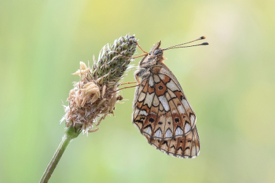 <i class='fa fa-user'></i>&nbsp;Johan van Gurp&nbsp;|  Zilveren Maan&nbsp; <i class='fa fa-eye'>&nbsp;86</i> &nbsp;<i class='fa fa-thumbs-up'>&nbsp;7</i> &nbsp; <i class='fa fa-comment-o'>&nbsp;4</i>