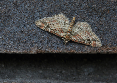 <i class='fa fa-user'></i>&nbsp;Ad Sprang&nbsp;|  Zwartkamdwergspanner&nbsp; <i class='fa fa-eye'>&nbsp;68</i> &nbsp;<i class='fa fa-thumbs-up'>&nbsp;2</i> &nbsp; <i class='fa fa-comment-o'>&nbsp;8</i>