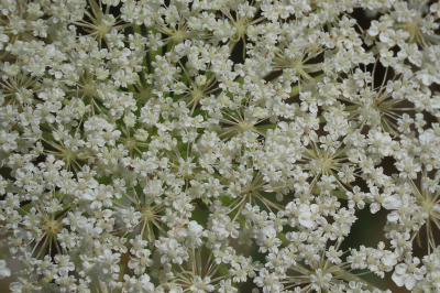 <i class='fa fa-user'></i>&nbsp;A. Soeting&nbsp;|  Fluitenkruid&nbsp; <i class='fa fa-eye'>&nbsp;73</i> &nbsp;<i class='fa fa-thumbs-up'>&nbsp;1</i> &nbsp; <i class='fa fa-comment-o'>&nbsp;2</i>