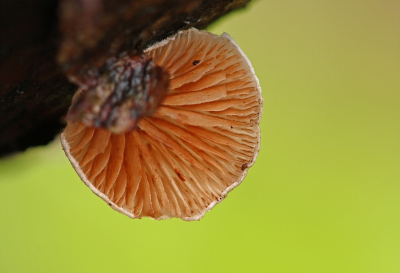 <i class='fa fa-user'></i>&nbsp;Cor&nbsp;|  Wit Oorzwammetje&nbsp; <i class='fa fa-eye'>&nbsp;79</i> &nbsp; <i class='fa fa-comment-o'>&nbsp;3</i>