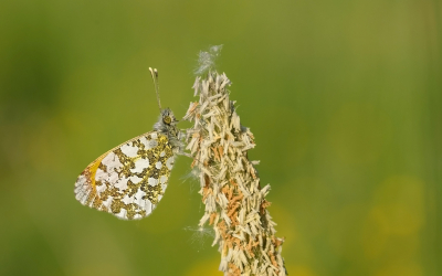 <i class='fa fa-user'></i>&nbsp;David Ruijs&nbsp;|  Oranjetipje&nbsp; <i class='fa fa-eye'>&nbsp;77</i> &nbsp;<i class='fa fa-thumbs-up'>&nbsp;4</i> &nbsp; <i class='fa fa-comment-o'>&nbsp;4</i>