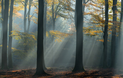 <i class='fa fa-user'></i>&nbsp;Loes Belovics&nbsp;|  Speulderbos&nbsp; <i class='fa fa-eye'>&nbsp;155</i> &nbsp;<i class='fa fa-thumbs-up'>&nbsp;14</i> &nbsp; <i class='fa fa-comment-o'>&nbsp;12</i>