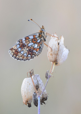 <i class='fa fa-user'></i>&nbsp;koekieman&nbsp;|  Zilveren Maan&nbsp; <i class='fa fa-eye'>&nbsp;111</i> &nbsp;<i class='fa fa-thumbs-up'>&nbsp;3</i> &nbsp; <i class='fa fa-comment-o'>&nbsp;5</i>