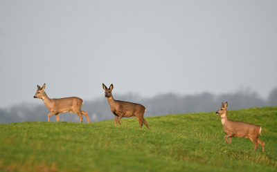 <i class='fa fa-user'></i>&nbsp;Eric Gibcus&nbsp;|  Ree&nbsp; <i class='fa fa-eye'>&nbsp;118</i> &nbsp;<i class='fa fa-thumbs-up'>&nbsp;2</i> &nbsp; <i class='fa fa-comment-o'>&nbsp;3</i>