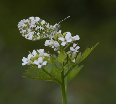 <i class='fa fa-user'></i>&nbsp;Ad Sprang&nbsp;|  Oranjetipje&nbsp; <i class='fa fa-eye'>&nbsp;98</i> &nbsp;<i class='fa fa-thumbs-up'>&nbsp;7</i> &nbsp; <i class='fa fa-comment-o'>&nbsp;11</i>